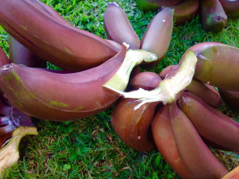 Do you need artificial fruit ripeners for bananas to ripen properly