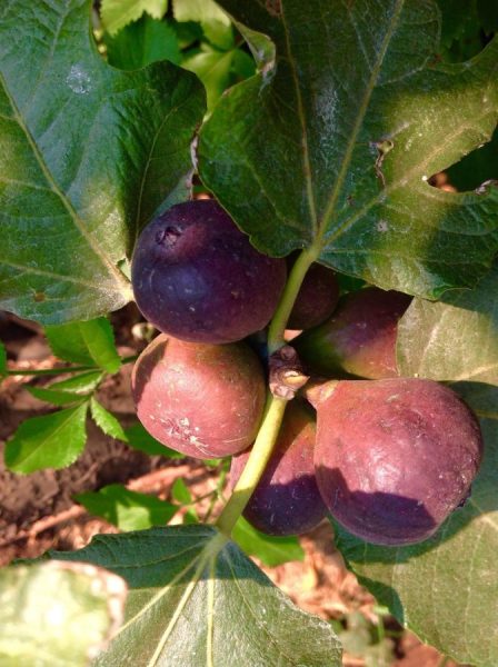 Fig Trees in Spring - Subtropical Urban Eden