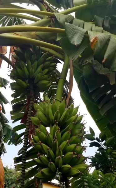 Do you need artificial fruit ripeners for bananas to ripen properly ...