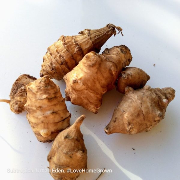 Snchoke Sunchoke (Jerusalem artichoke) - Subtropical Urban Eden