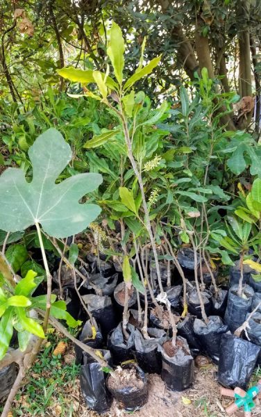 Macademia Nut - Subtropical Urban Eden