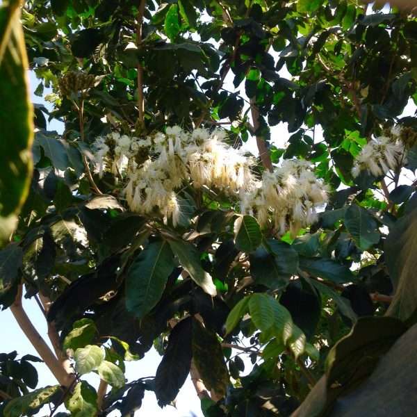 Benefits of Inga Trees in Subtropical Gardens - Subtropical Urban Eden
